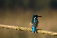 Zimorodek (Alcedo atthis)_5