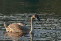 Łabędź niemy (Cygnus olor) _1
