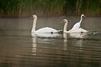 Łabędź niemy (Cygnus olor) _2