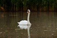 Łabędź niemy (Cygnus olor) _3