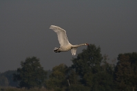 Łabędź niemy (Cygnus olor) _4