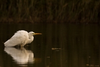 Czapla biała (Ardea alba)_10
