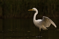Czapla biała (Ardea alba)_11