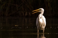 Czapla biała (Ardea alba)_12