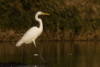Czapla biała (Ardea alba)_13