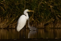 Czapla biała (Ardea alba)_14