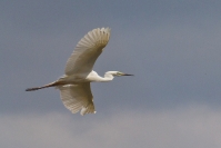 Czapla biała (Ardea alba)_15
