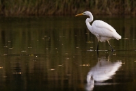 Czapla biała (Ardea alba)_16
