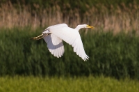 Czapla biała (Ardea alba)_17