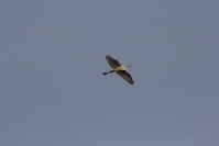 Czapla biała (Ardea alba)_18