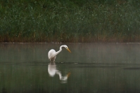 Czapla biała (Ardea alba)_19
