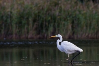 Czapla biała (Ardea alba)_1
