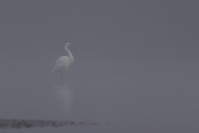 Czapla biała (Ardea alba)_2