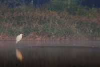 Czapla biała (Ardea alba)_3