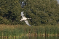 Czapla biała (Ardea alba)_5