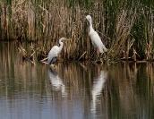 Czapla biała (Ardea alba)_6