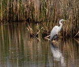 Czapla biała (Ardea alba)_7