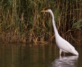 Czapla biała (Ardea alba)_8