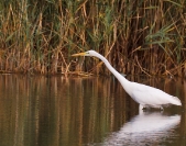 Czapla biała (Ardea alba)_9