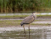 Czapla siwa (Ardea cinerea)_1