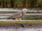 Czapla siwa (Ardea cinerea)_2