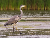 Czapla siwa (Ardea cinerea)_3
