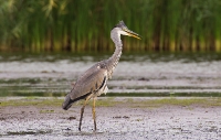 Czapla siwa (Ardea cinerea)_4