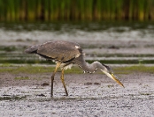 Czapla siwa (Ardea cinerea)_5