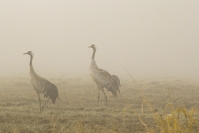 Żuraw zwyczajny (Grus grus)_1