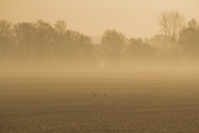 Żuraw zwyczajny (Grus grus)_2
