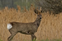 Sarna Koziołek (Capreolus capreolus) _1