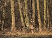 Sarna Koziołek (Capreolus capreolus) _2