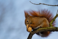 Wiewiórka ruda (Sciurus vulgaris)_1