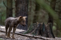 Wilk Szary Canis lupus_1